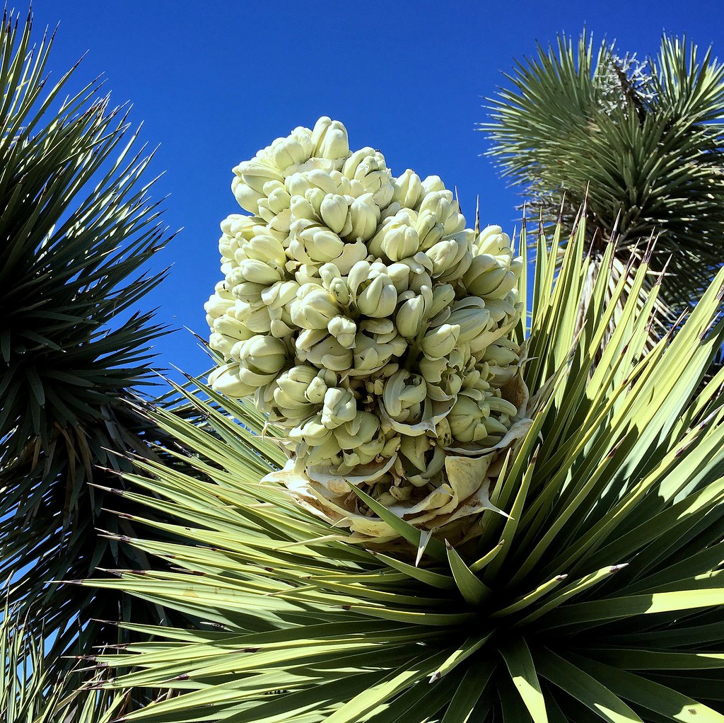 joshua_tree.jpg