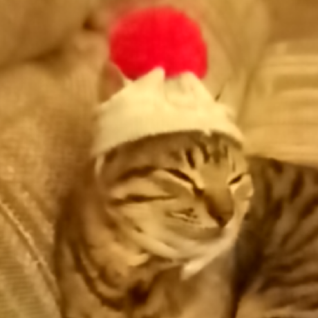 anonymous-cat1