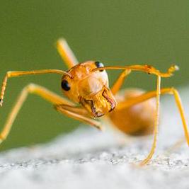 ant-mad
