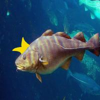 apbigcod