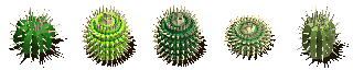 round_cactuses.png