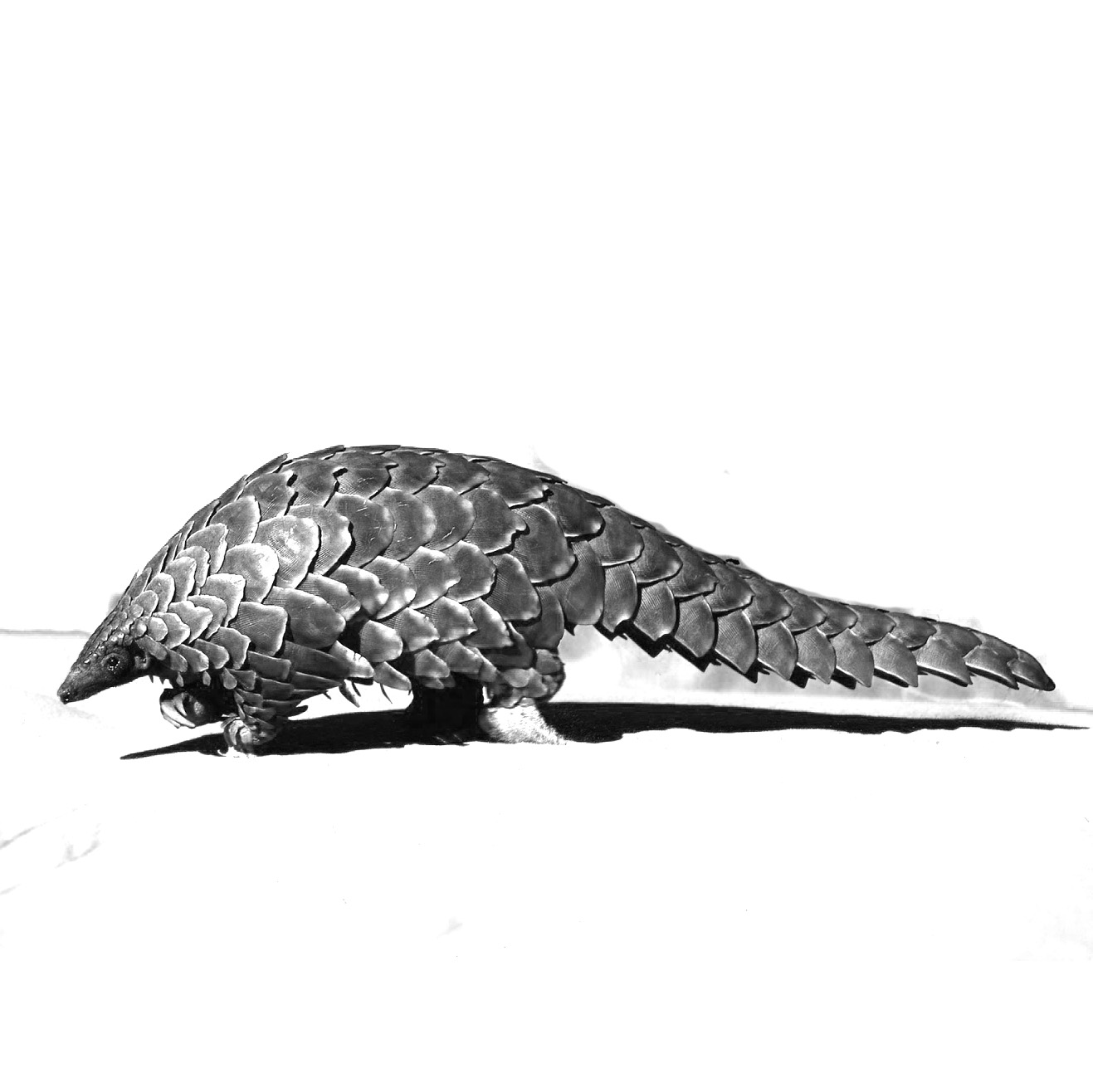 pangolin-bw.jpg