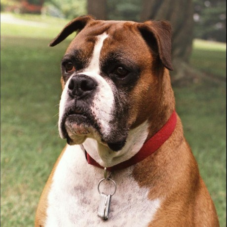 aster-anto