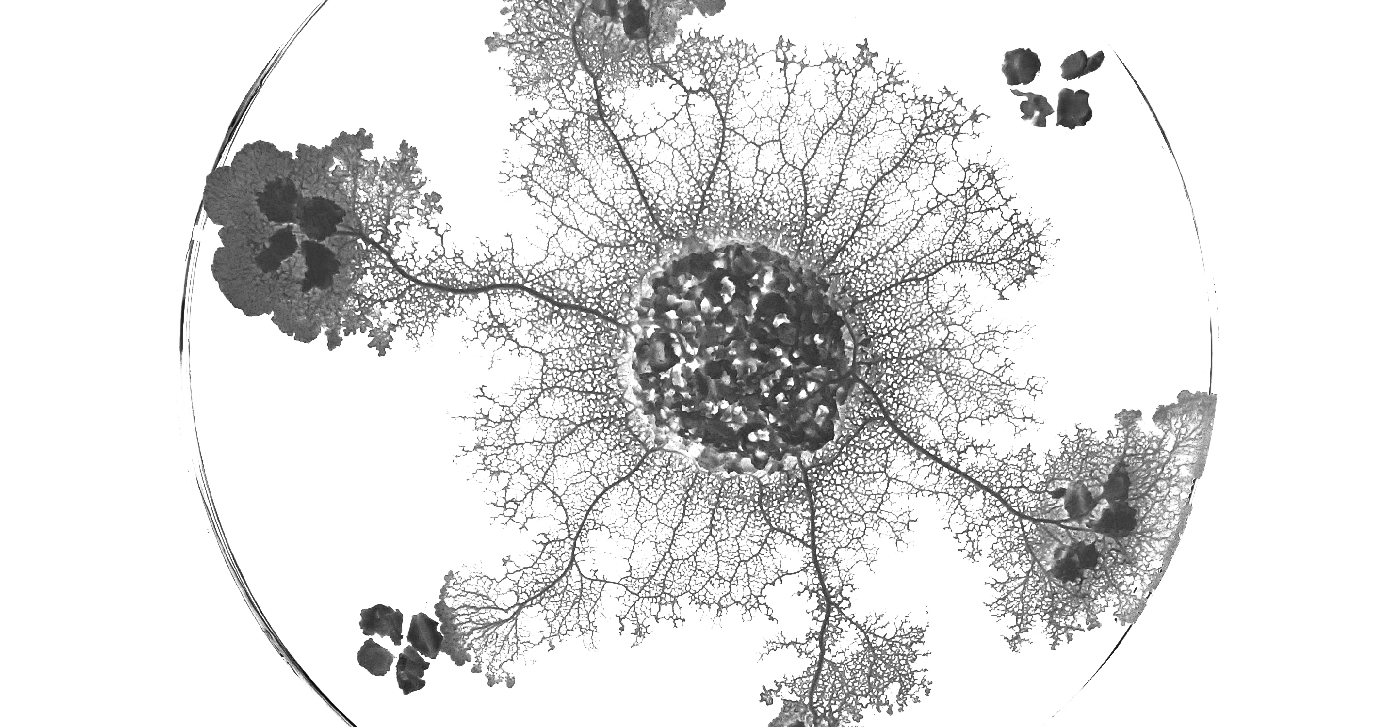 Physarum_CNRS_2880x1500_BN.jpg