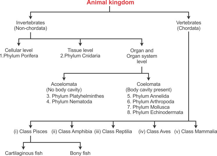 animal_kingdom.jpg