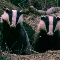 badgersrus