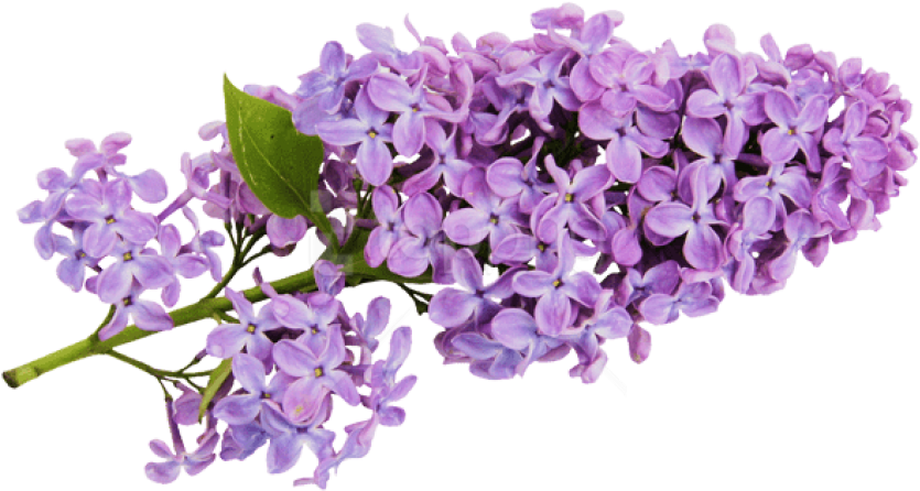 lilac.png