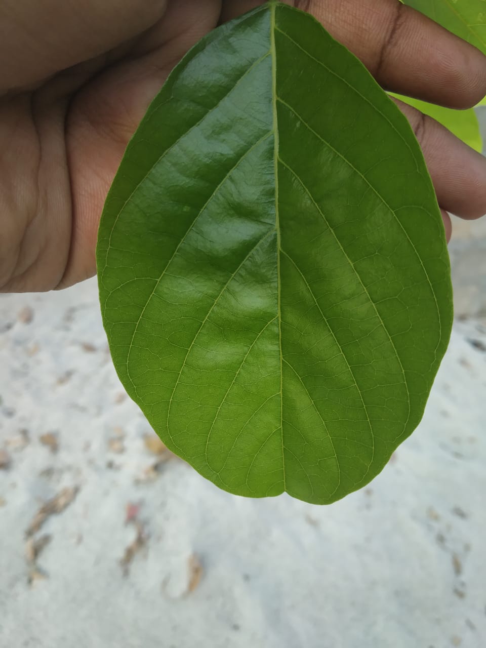 leaf_before_yolo.jpeg