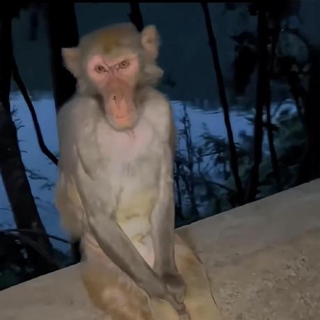 bananocha