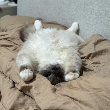 Tung Shing Calendar GitHub avatar