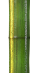 bamboo.png