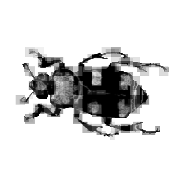 beetlebox-dev