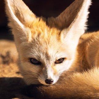 Model Context Protocol Server GitHub avatar