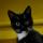 blackCat001
