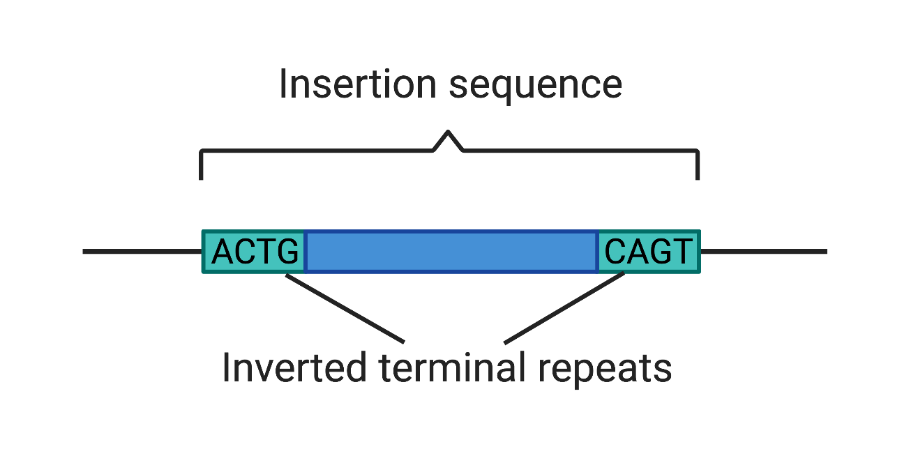 insertion_sequence.png