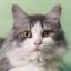 bolucat