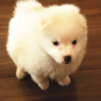 boyangwang