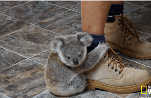 koala-leg.gif