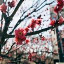 SharePoint GitHub avatar