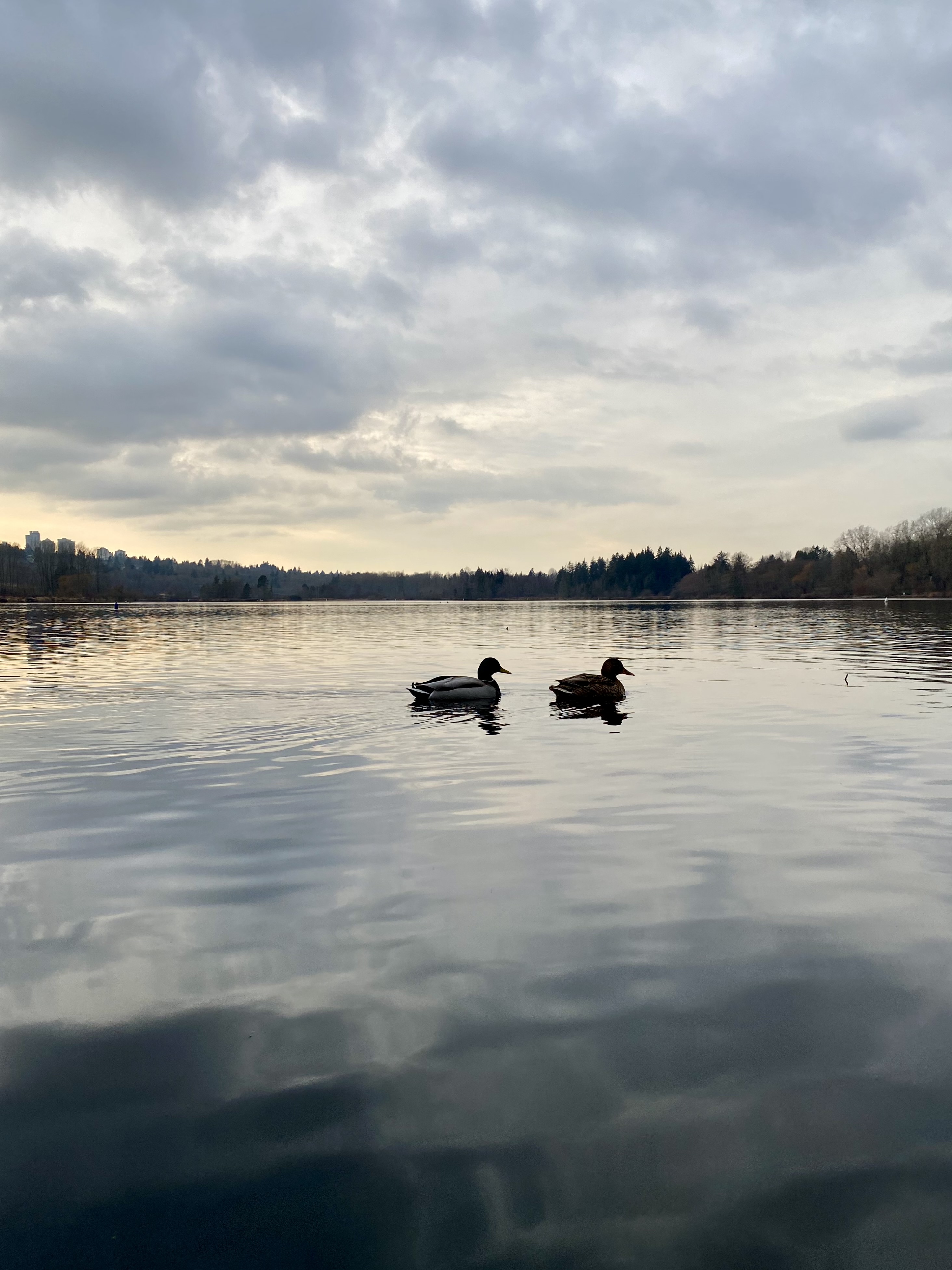 Deer-Lake-Ducks