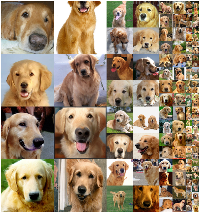 golden_retriever.png