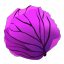 cabbage-ex