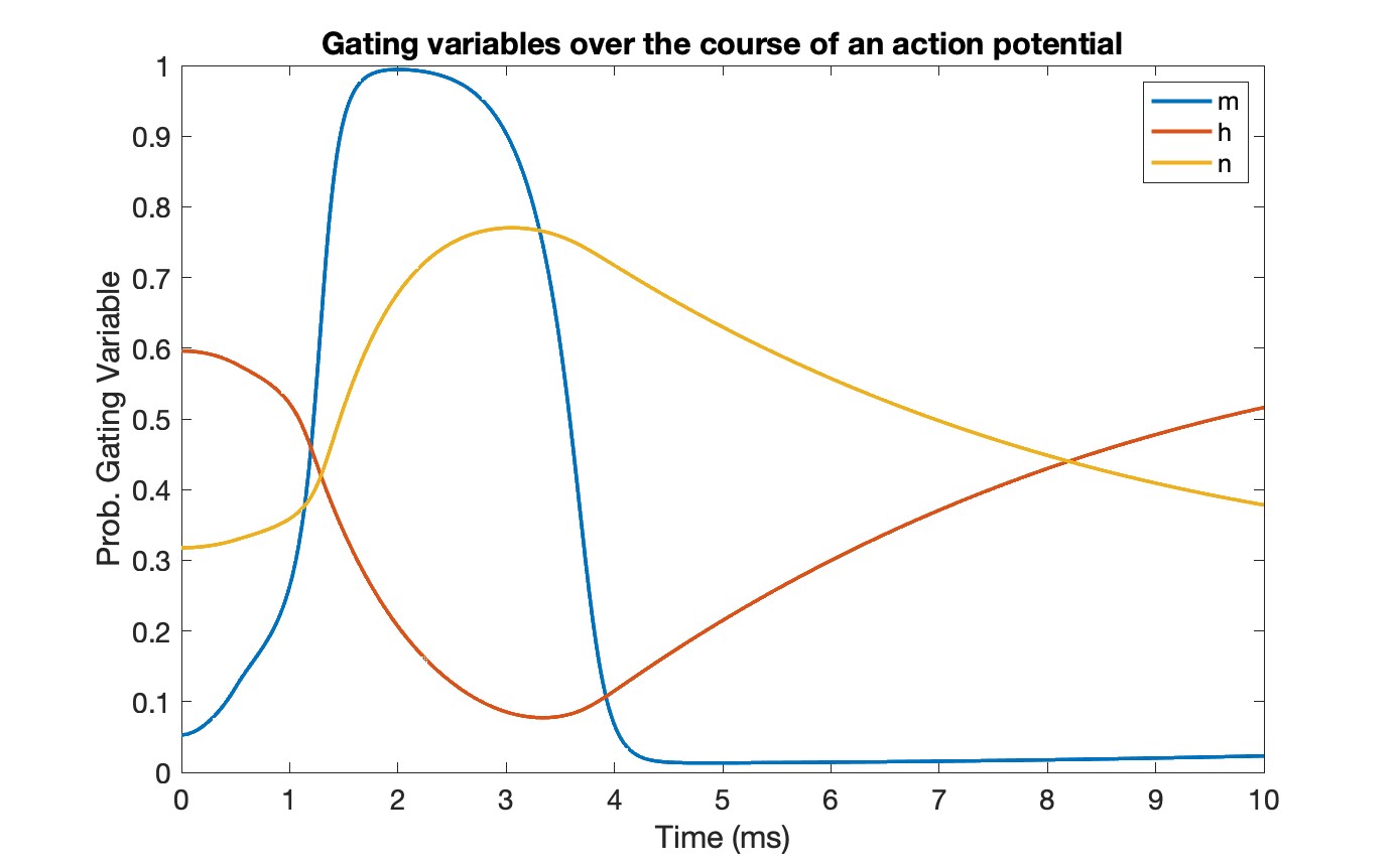 gating_vars_during_action_potential.jpg