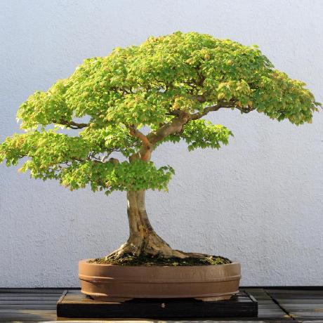 cascadingstyletrees