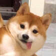 caseshy avatar