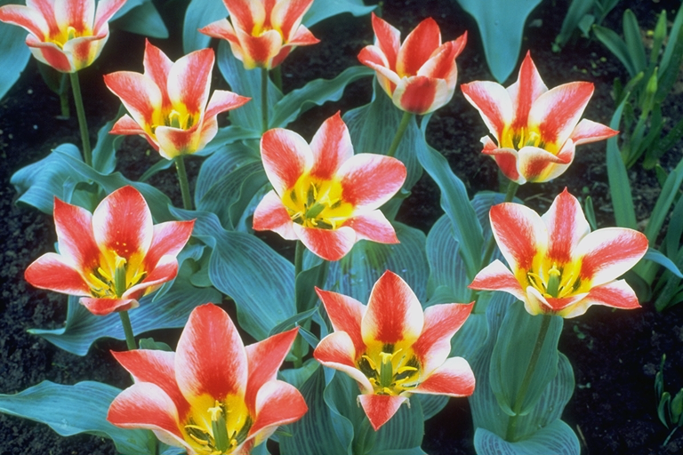 tulips.png