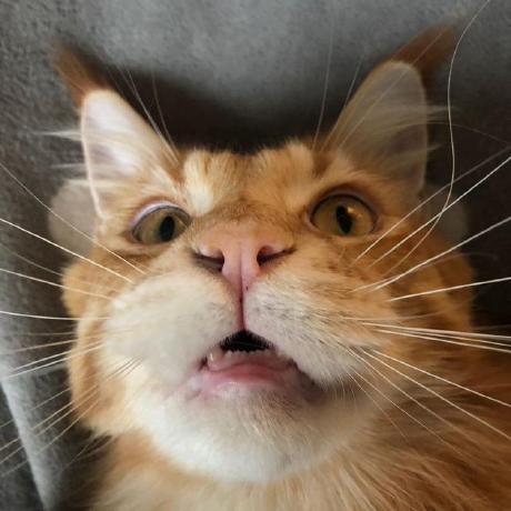 cat-ninja