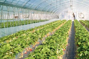 Smart Greenhouse Automation