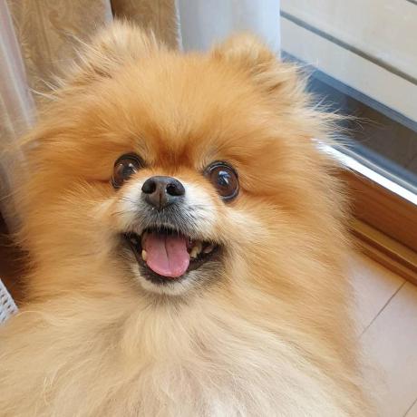 charo-jp