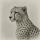 cheetahbyte