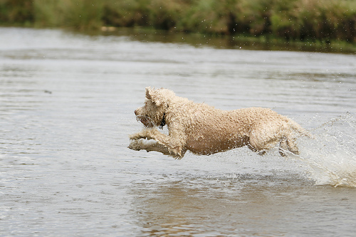 img_dog_jump_on_water.jpg