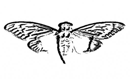 cicada.jpg