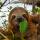 clarete