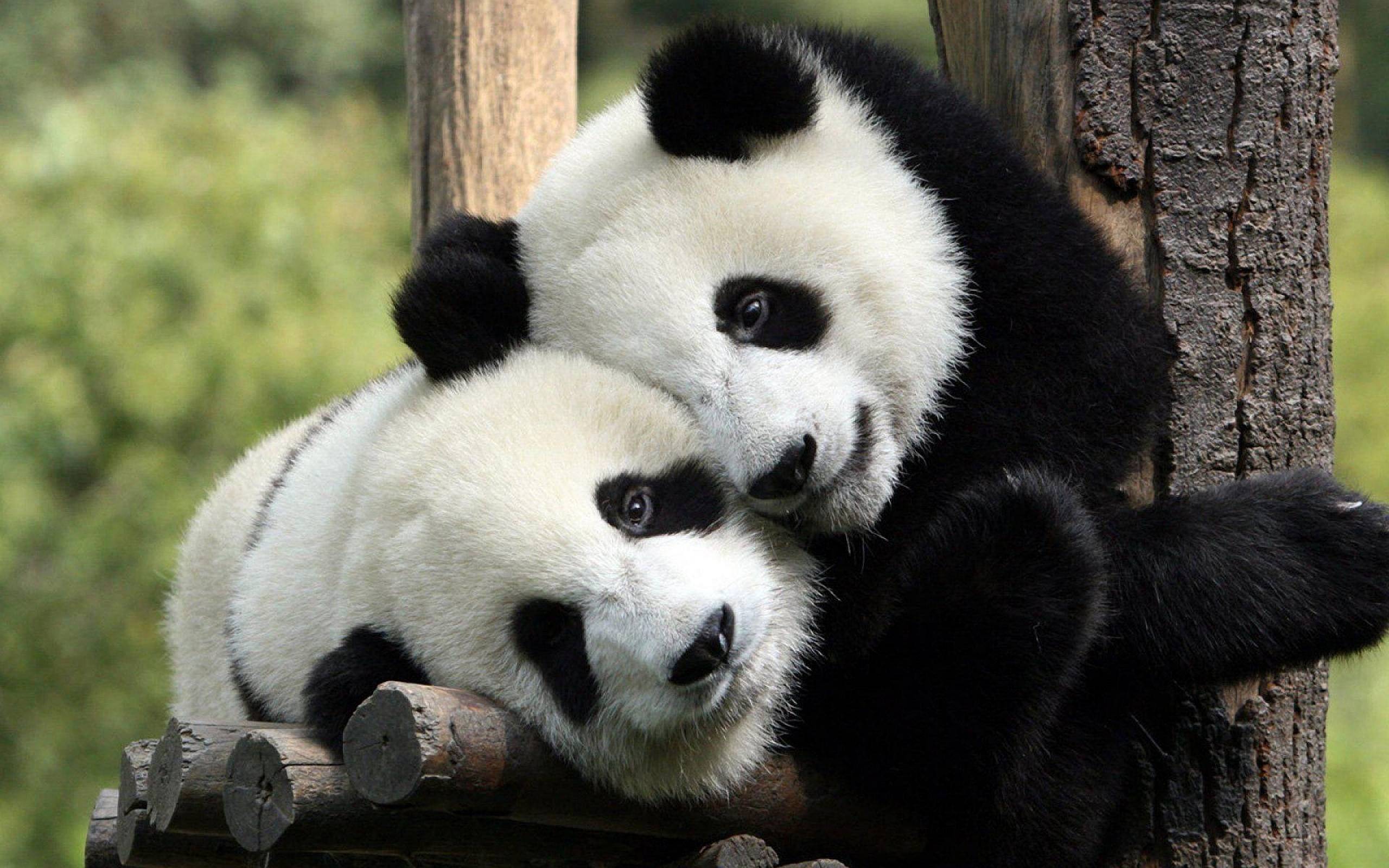 Cute pandas