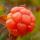 cloudberry-contrib