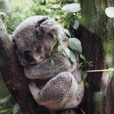 Koala Clash icon