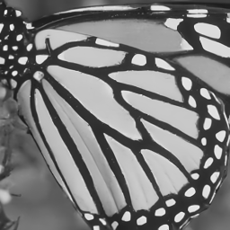 butterfly_gray_75_ircnn.png