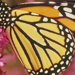 butterfly_x4_k7_usrnet.png