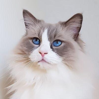 curiouscat2018