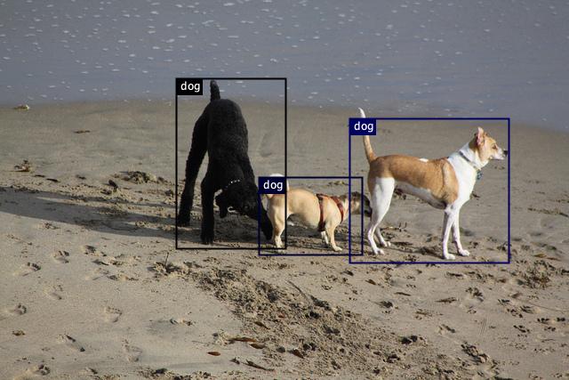 detected-dogs.jpg