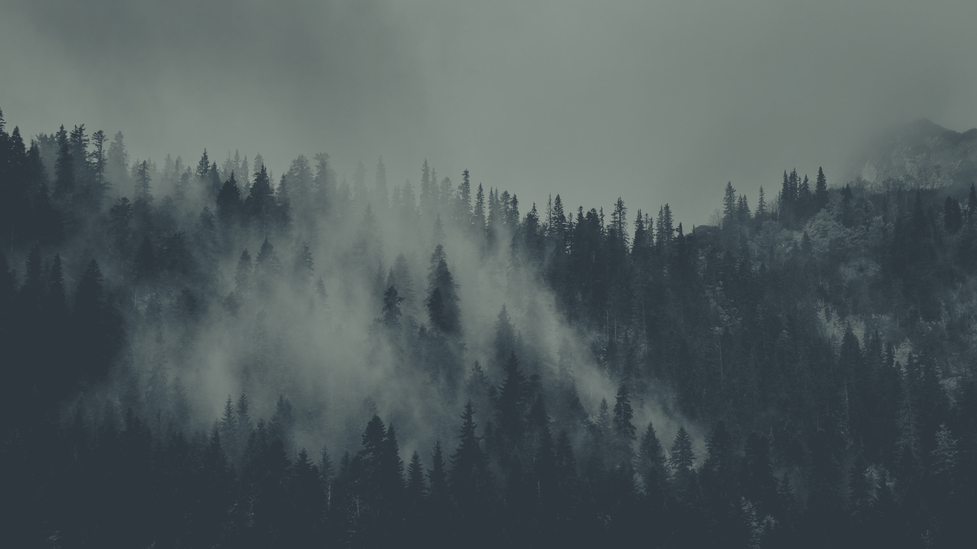 a_foggy_forest_with_trees.png