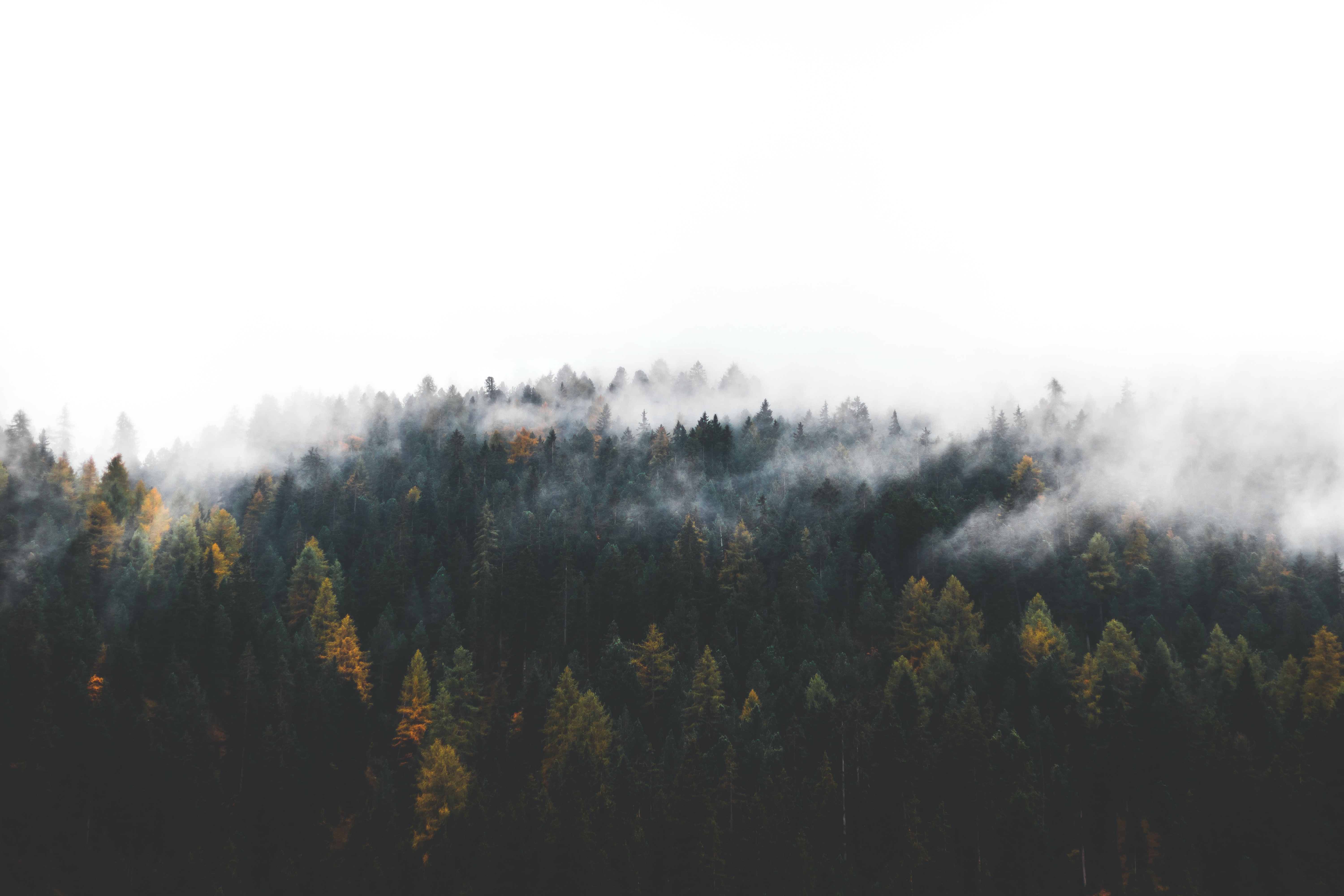 a_foggy_forest_with_trees_03.jpg