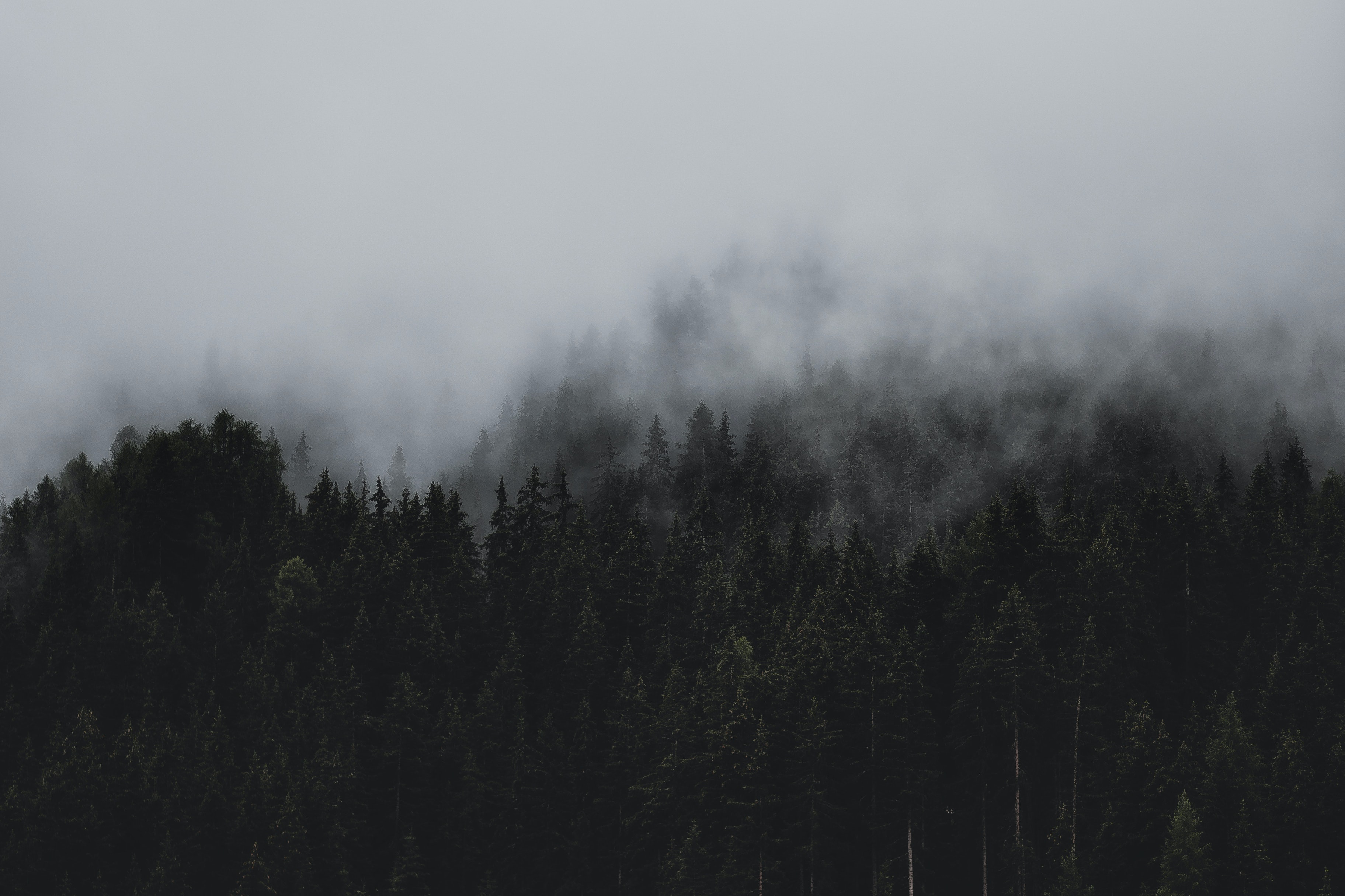 a_forest_of_trees_with_fog.jpg