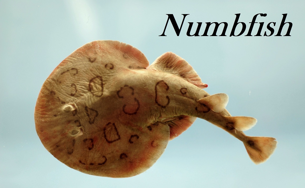 numbfish_logo.jpg