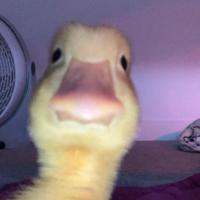 duckducker69