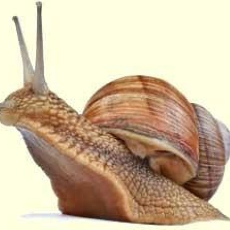 ehossack